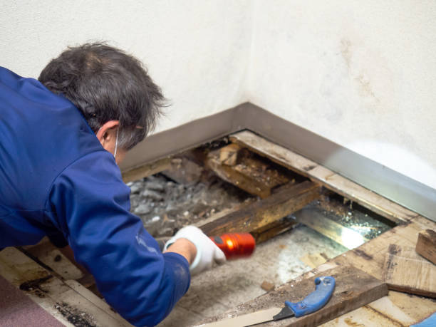 Mold Testing and Removal in Ashville, OH