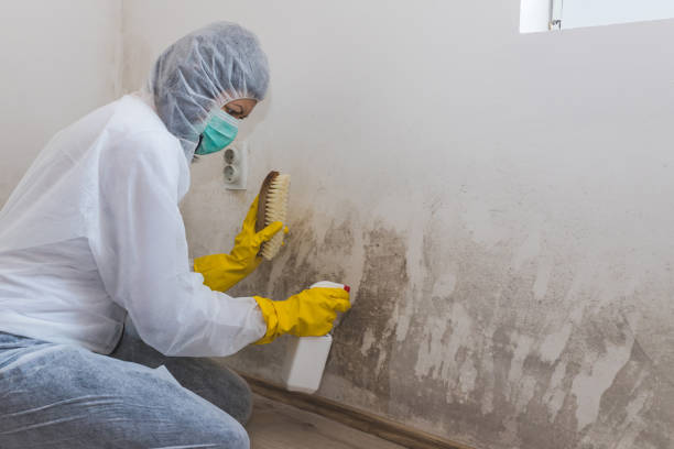 Best Water Damage Restoration  in Ashville, OH