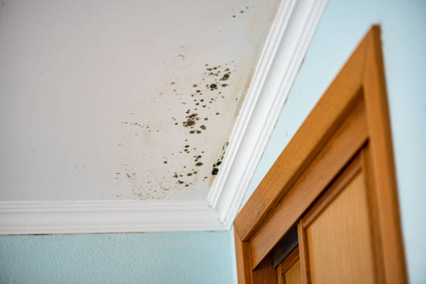 Trusted Ashville, OH Mold Removal Experts