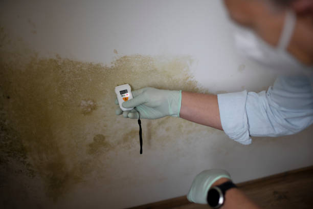Best Crawl Space Mold Removal  in Ashville, OH
