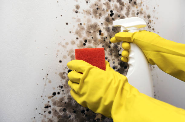 Best Mold Testing and Removal  in Ashville, OH