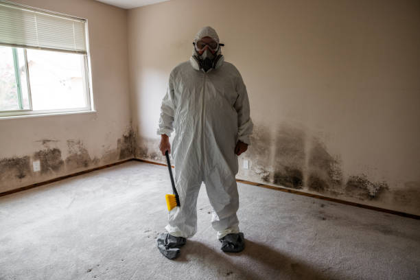 Best Same-Day Mold Removal  in Ashville, OH