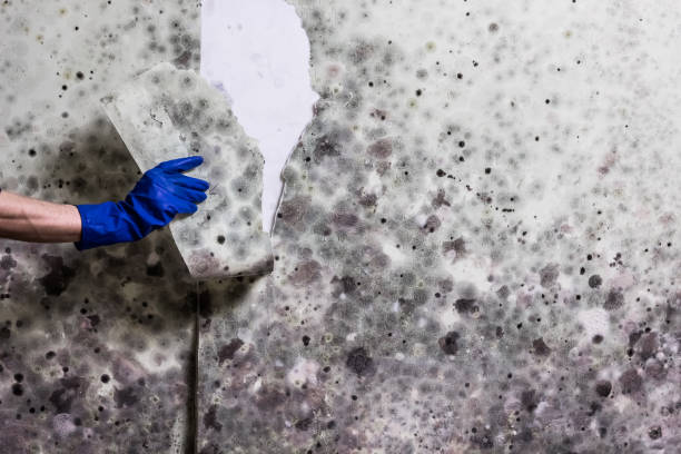 Best Home Mold Removal  in Ashville, OH