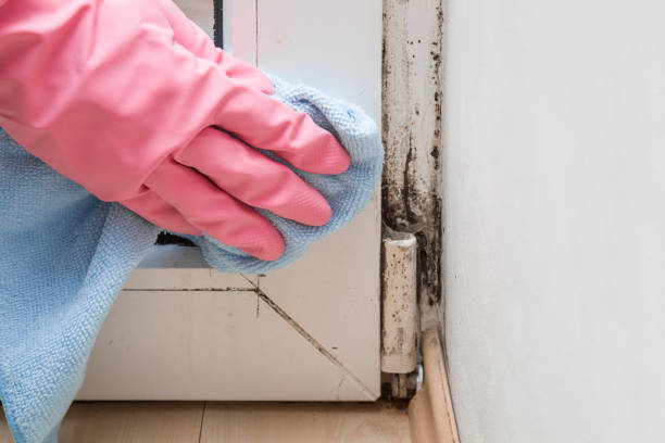Best Mold Removal Company Near Me  in Ashville, OH