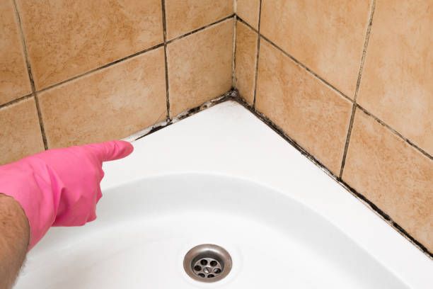 Best Local Mold Removal Service  in Ashville, OH
